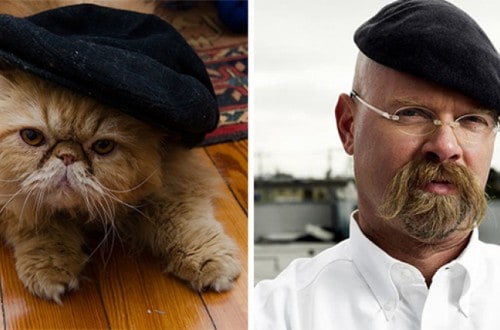 13 Cats That Look Like Other Things