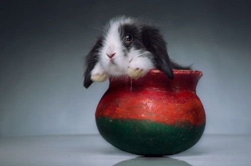 Ten Ridiculously Adorable Animals in Cups