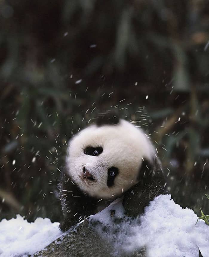 10 Adorable Animals Playing In The Snow For The First Time