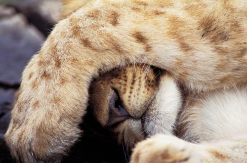 You Won’t Believe How Long These 15 Animals Sleep