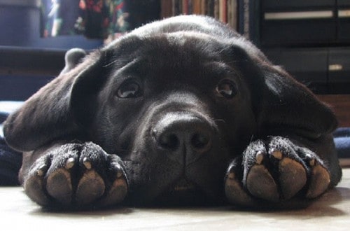 15 Reasons Why Owning A Labrador Is The Best Idea Ever