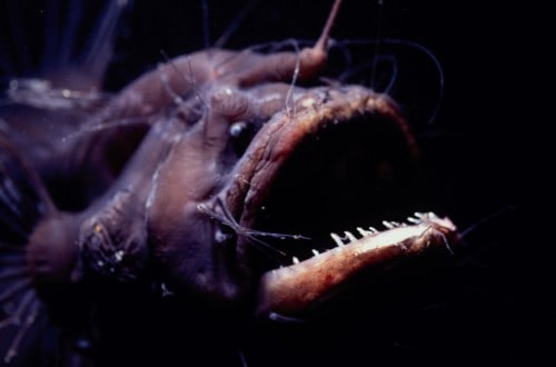 15 Of The Freakiest Deep-Sea Creatures
