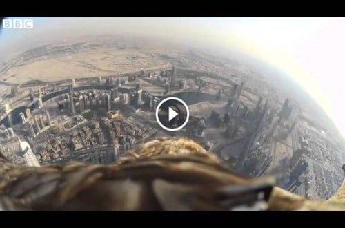 Eagle Flies Off The World’s Tallest Building, Sets A New World Record