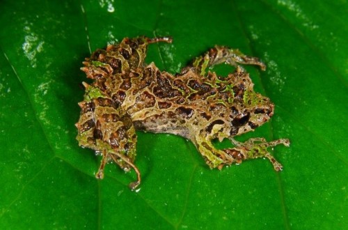 Frog Found To Have Mutant Shape-Shifting Ability