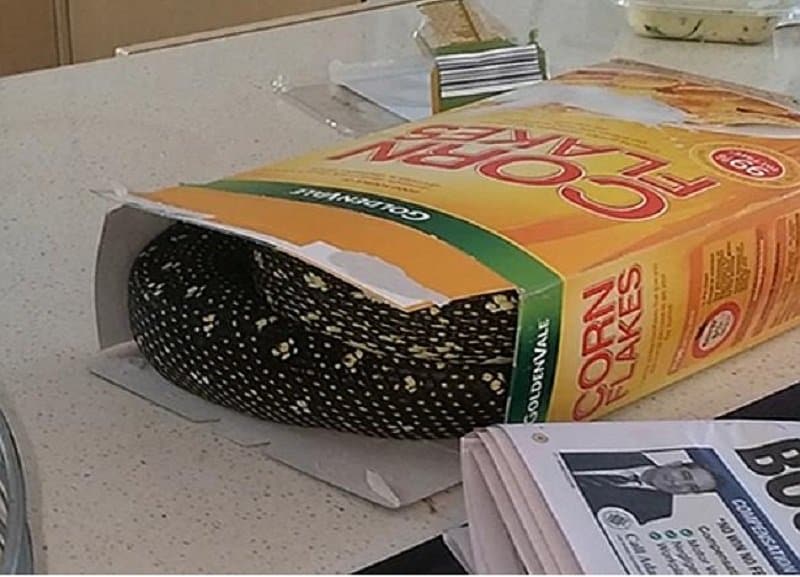 Man Gets A Hidden Surprise In His Cereal Box