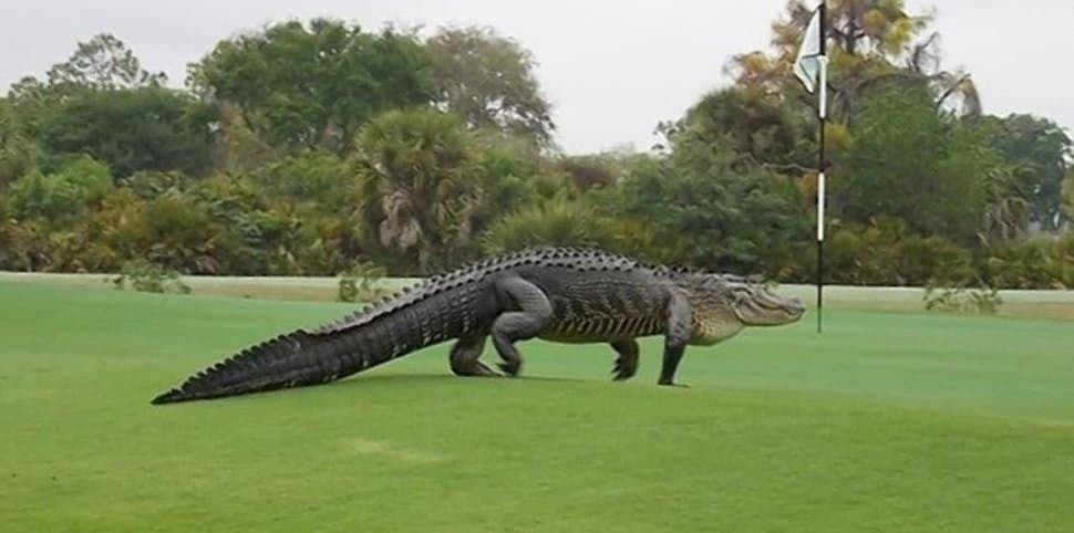 Massive Alligator Spotted Roaming Florida Golf Course