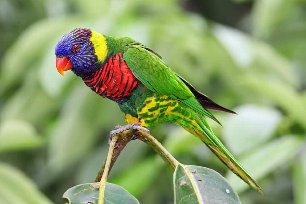 Meat Eating Rainbow Birds Will Ruin Your Day