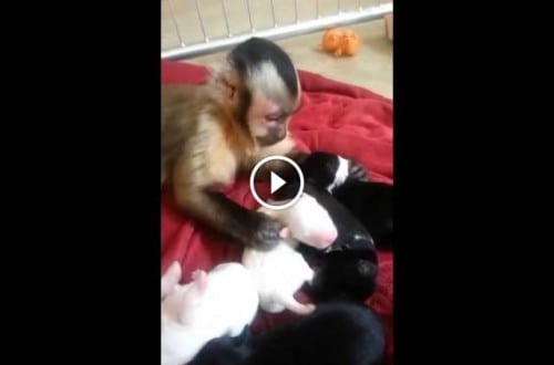 Monkey Plays With Puppies And It’s Beyond Adorable