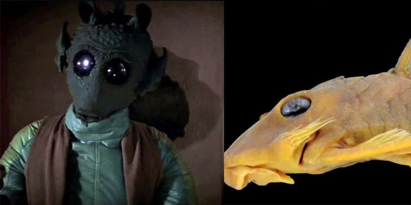 Newly Discovered Catfish Named After Star Wars Bounty Hunter