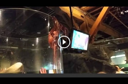 Octopus Attempts To Escape His Tank At Aquarium