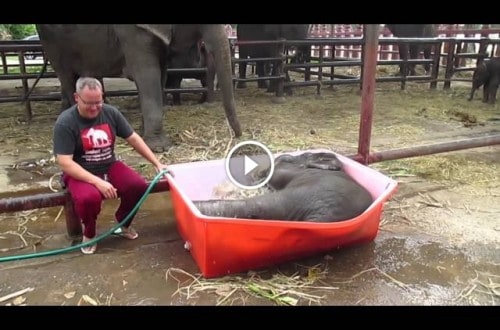 Precious Baby Elephant Struggles With Bath Time