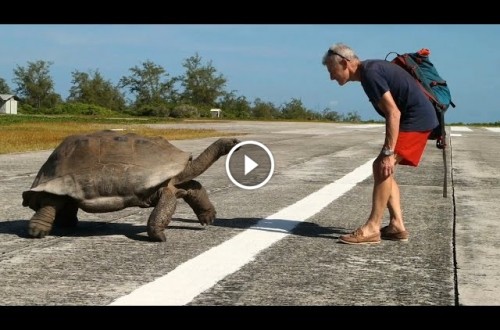 Relentless Turtle Chases Man After Having Mating Interrupted