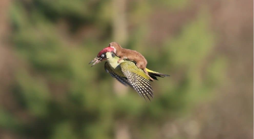 This Incredible Photo Of A Weasel And A Woodpecker Looks Like Something From A Movie