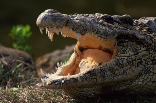 Tourists Watch Crocodile Eat Human In Zambezi