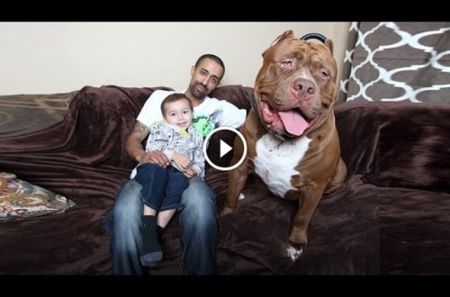 You Won’t Believe How Huge This Pit Bull Really Is!