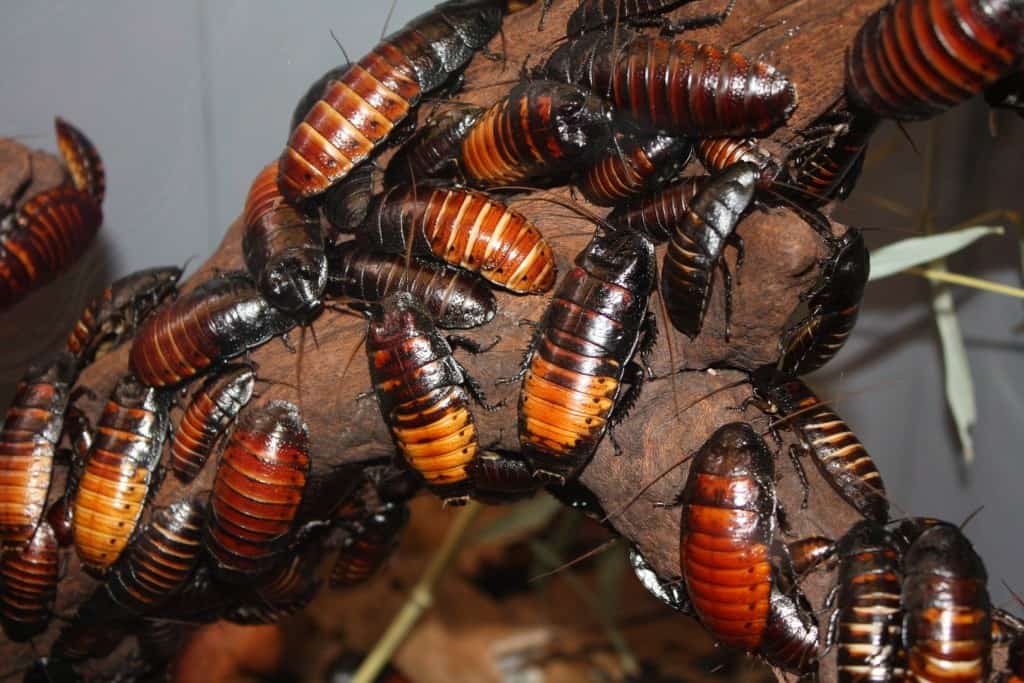 You’ll Never Guess What Scientists Are Using Cockroaches For