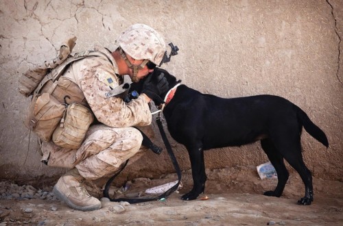 20 Animals Who Are Soldier’s Best Friends