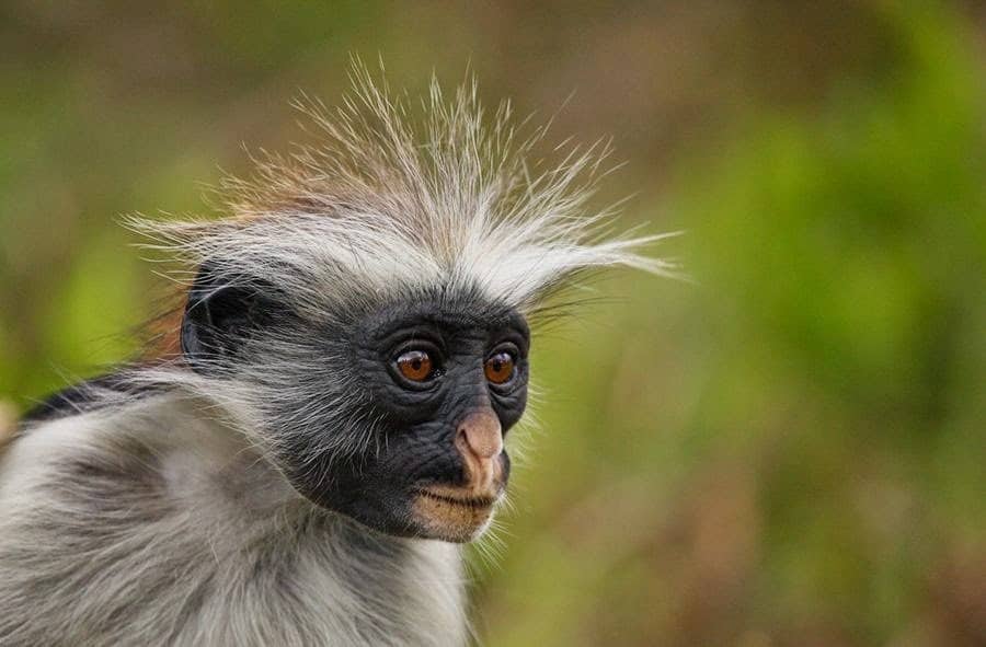 20 Animals Having A Bad Hair Day