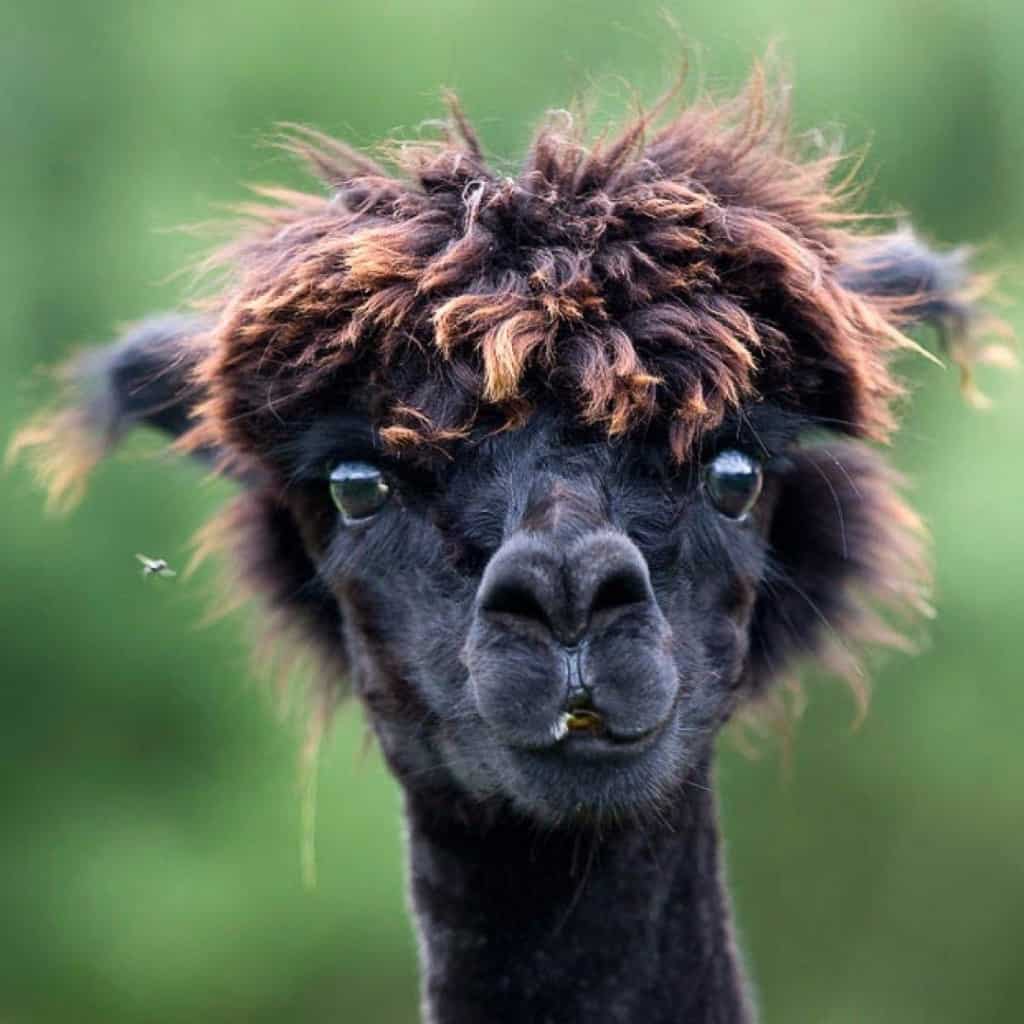20 Animals Having A Bad Hair Day