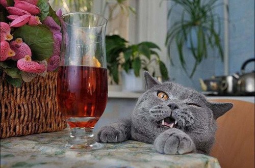 20 Cats That Need To Stop Drinking Alcohol