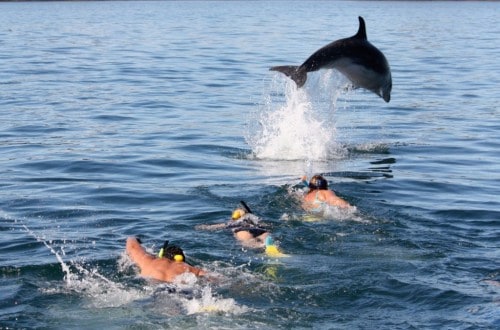 20 Fabulous Locations For Whale And Dolphin Watching