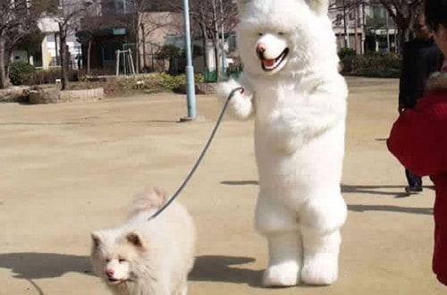 20 Furry Friends That Look Exactly Like Their Owners