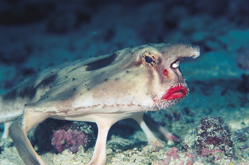 20 Of The Ugliest Animals On Earth