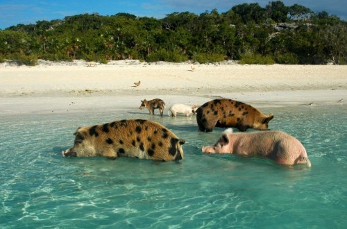 20 Places Where Animals Outnumber People