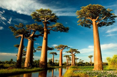 20 Strange And Beautiful Trees From Across The World