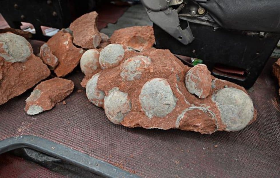 43 Dinosaur Eggs Discovered In Southern China