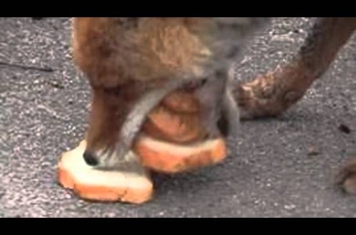 Chernobyl Fox Creates A Five-Decker Sandwich