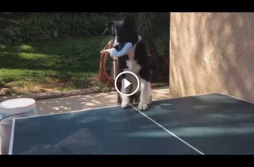 Dog Plays Table Tennis With Owner