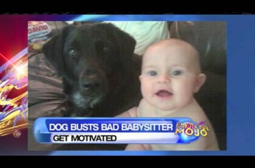 Dog Saves 7 Month Old Baby From Abusive Babysitter