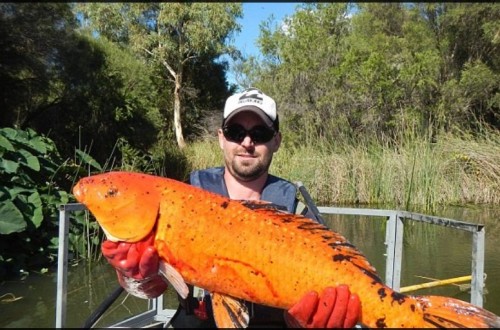 Goldfish Dumped In Rivers Are Growing Up To Ten Times Their Normal Size