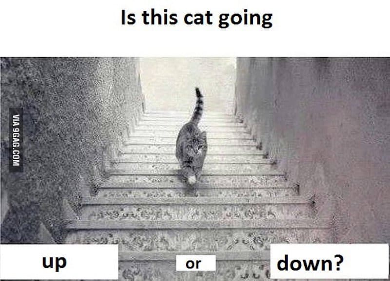 Is This Cat Going Up Or Down Stairs? One Professor Has Your Answer