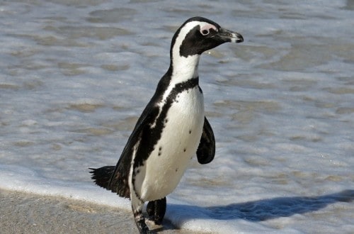 Penguins Offered Honeymoon Suites At New England Aquarium