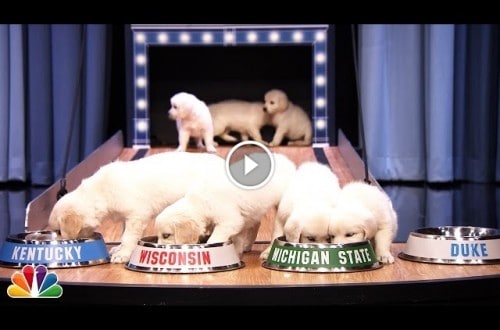 Puppies Predict Winner Of 2015 NCAA Final Four Championship On The Tonight Show