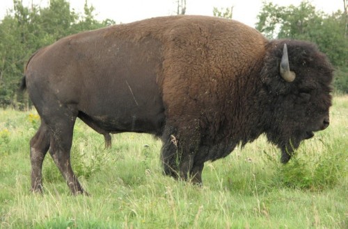 Six Escaped Buffaloes Roam Arkansas City