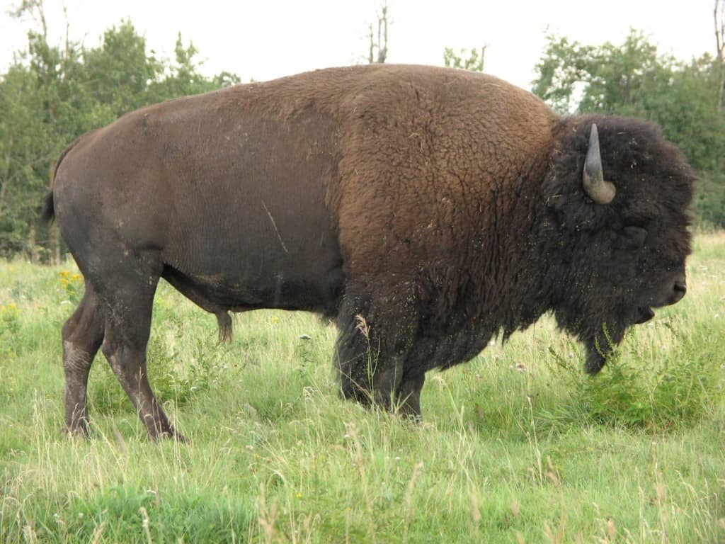 Six Escaped Buffaloes Roam Arkansas City