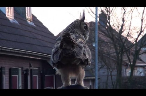 This Owl Has Become The Neighborhood Pet In Noordeinde, Netherlands