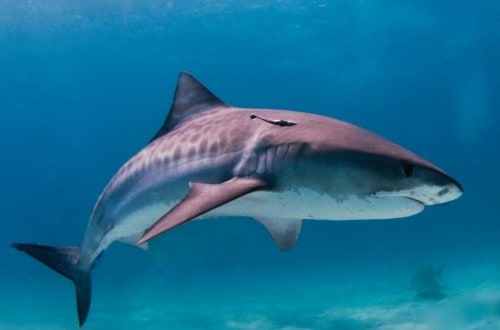 Woman Succumbs To Shark Bite Injuries In Maui