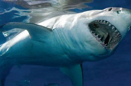 15 Interesting Facts About Sharks You May Not Know