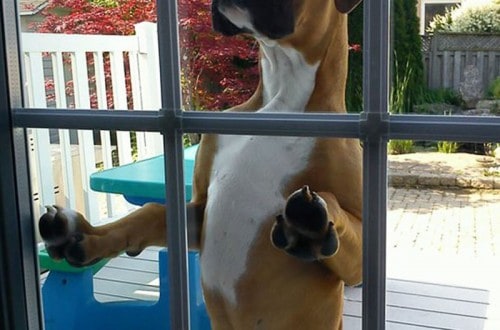 20 Adorable Animals That Desperately Want To Go Inside