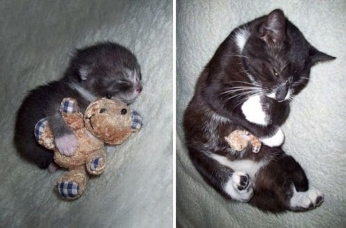 20 Adorable Photos Of Pets Who Still Love Their Old Toys