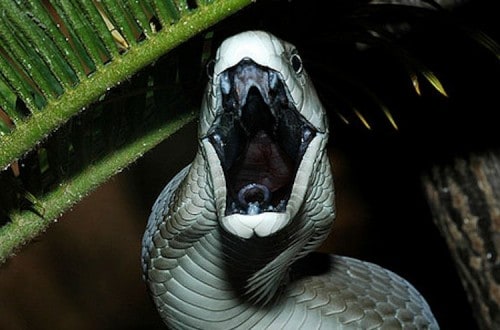 20 Bizarre Snakes That Will Creep You Out
