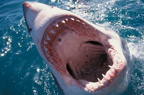 20 Jaw Dropping Facts About Sharks