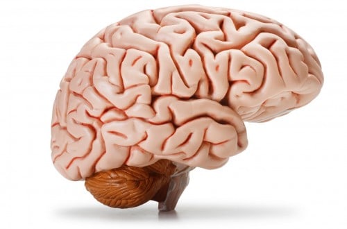 20 Things You Probably Didn’t Know About The Human Brain