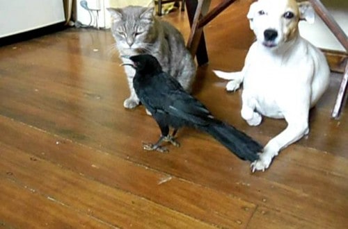 Adorable Bird Shares Food With Other Pets
