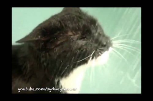 Adorable Cats Who Happen To Love Taking Baths