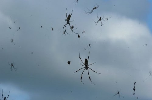 It’s Now Raining Spiders In Australia